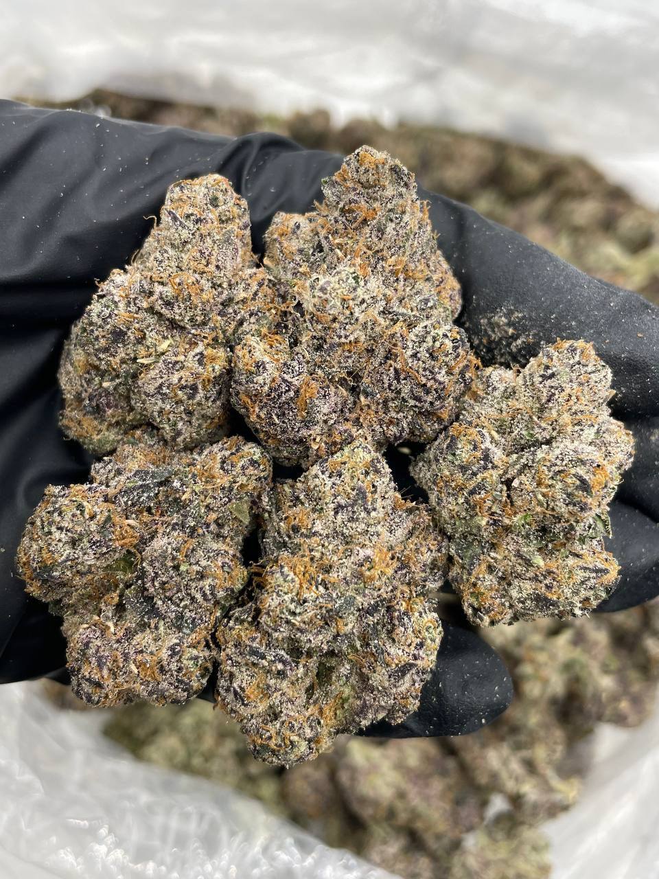 Blue Raspberry Snow Cone