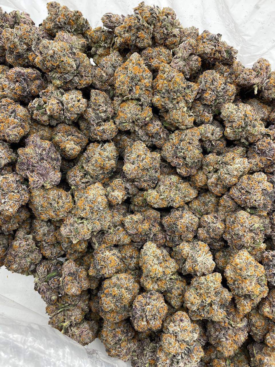 Animal Plushers - Image 2