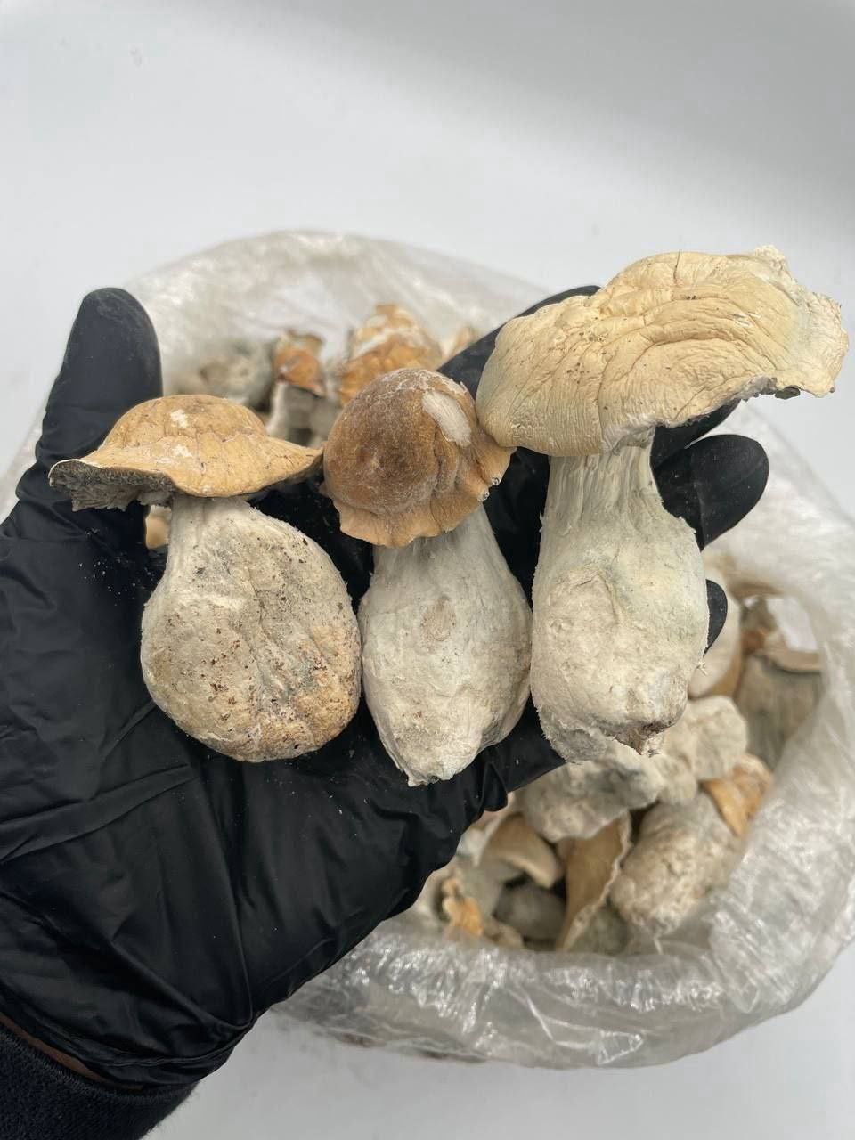 APE MUSHROOMS - Image 2